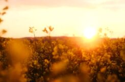 Алматыдағы ыстық күндер: температура +39°C жетеді