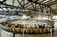 Мегаферму с крупнейшей в Центральной Азии доильной установкой открыли на севере Казахстана