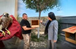 Крылатые соседи: домики для соколов появились на крышах многоэтажек Актау