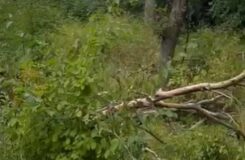 Деревья массово падают в роще Баума: названа причина