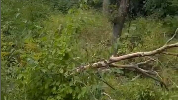 Деревья массово падают в роще Баума: названа причина
