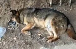 «Находят тела с дротиками»: жители Уральска заявили о «массовом уничтожении» собак в городе