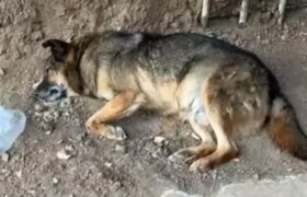 «Находят тела с дротиками»: жители Уральска заявили о «массовом уничтожении» собак в городе