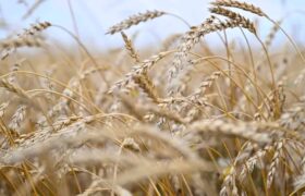 Запасы кормов в Казахстане: готовность к зиме после аномальной жары