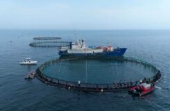 Мангистау наращивает морскую аквакультуру: производство достигнет 5 тысяч тонн в год