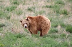 Фотограф зафиксировал рекордное количество медведей на востоке Казахстана
