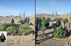 В Жамбылской области ликвидирована крупная плантация конопли с помощью дронов