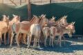 Куланов переведён в резерват «Иле-Балхаш» для сохранения популяции