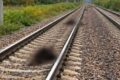 Поезд сбил 13 овец в Акмолинской области
