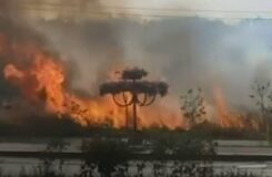 Пожар в Наурызбайском районе Алматы: подробности возгорания сухой травы