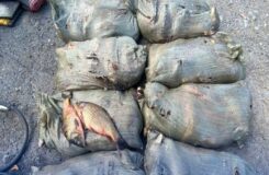 Уголовное дело за незаконную рыбалку: 260 кг улова у жителя Акмолинской области