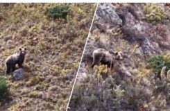 Бурый медведь был замечен на склонах гор в Алматинской области