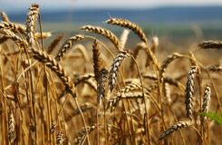 Қазақстанда 81,5% дәнді дақылдар мен дәнді-бұршақты дақылдардың жинауы аяқталды