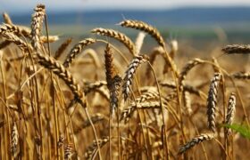 Қазақстанда 81,5% дәнді дақылдар мен дәнді-бұршақты дақылдардың жинауы аяқталды