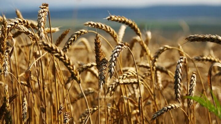 Қазақстанда 81,5% дәнді дақылдар мен дәнді-бұршақты дақылдардың жинауы аяқталды