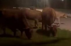 Полицейские остановили выпас скота в городском парке Павлодара
