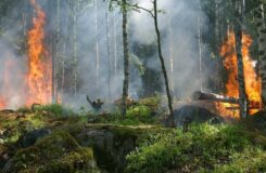 В Казахстане ликвидировали три лесных пожара за один день