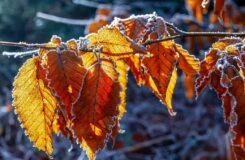 Заморозки до −11°C ожидаются в Казахстане 27 октября