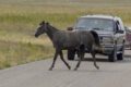 Ответственность владельца лошади после ДТП в Акмолинской области
