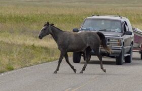 Ответственность владельца лошади после ДТП в Акмолинской области