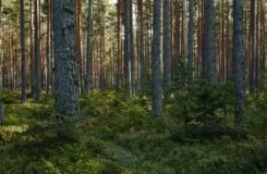 Нарушения в «Семей орманы»: незаконная вырубка леса и пьяные водители