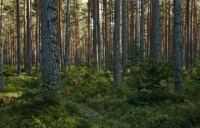 Нарушения в «Семей орманы»: незаконная вырубка леса и пьяные водители