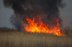 Экологи развенчали миф о пользе палов для природы