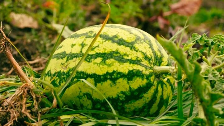 Неубранный урожай арбузов найден в Восточном Казахстане