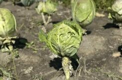 Врач перечислила продукты, которые стоит добавить в рацион осенью