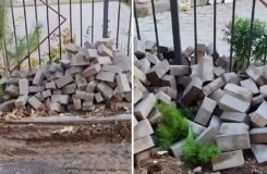 Карагандинцы обеспокоены судьбой молодых сосен, повреждённых во время ремонта