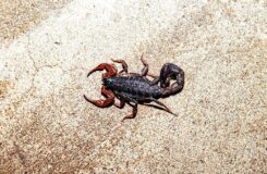 Водитель пострадал от укуса скорпиона в Мангистау