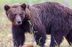 Медведи начали появляться в сёлах Восточно-Казахстанской области