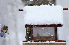 Снег ожидается в пятницу в отдельных регионах Казахстана